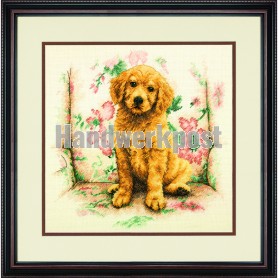 borduurpakket golden retriever in luie stoel