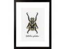 borduurpakket insecten, beige kever