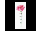 borduurpakket rose anjer