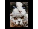 borduurpakket cats, smokey&blu