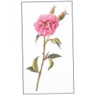 borduurpakket rose roos
