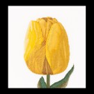 borduurpakket tulp-9